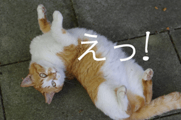 Park Cats 2 sticker #14232635