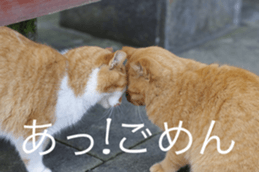 Park Cats 2 sticker #14232636