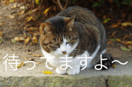 Park Cats 2 sticker #14232640