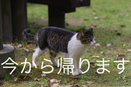 Park Cats 2 sticker #14232643