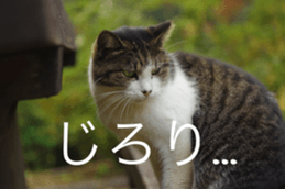 Park Cats 2 sticker #14232644