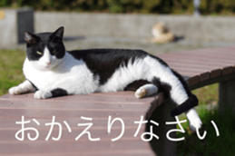 Park Cats 2 sticker #14232645