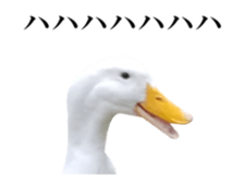 Real Bird 2 sticker #14233007