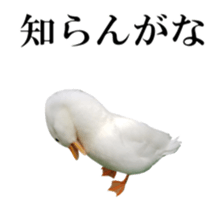 Real Bird 2 sticker #14233008