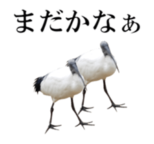 Real Bird 2 sticker #14233011