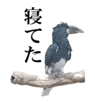 Real Bird 2 sticker #14233013