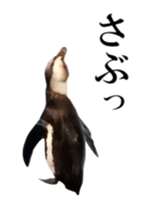 Real Bird 2 sticker #14233016