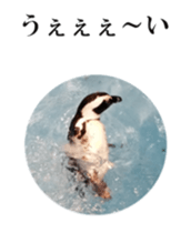 Real Bird 2 sticker #14233017