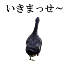 Real Bird 2 sticker #14233018