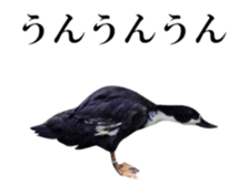 Real Bird 2 sticker #14233019