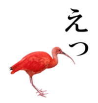 Real Bird 2 sticker #14233020