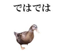 Real Bird 2 sticker #14233021