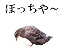 Real Bird 2 sticker #14233023