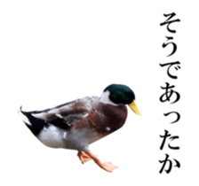 Real Bird 2 sticker #14233024