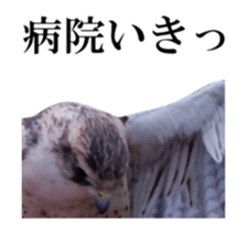 Real Bird 2 sticker #14233025