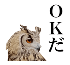 Real Bird 2 sticker #14233026
