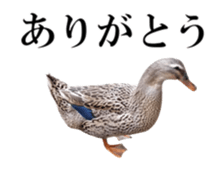 Real Bird 2 sticker #14233027