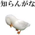 Real Bird 2