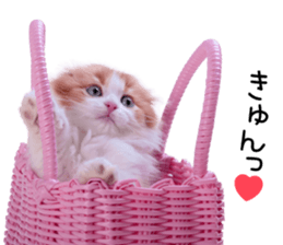 Qoo-chan2. sticker #14233627