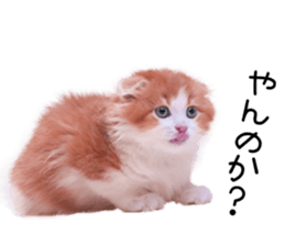 Qoo-chan2. sticker #14233643