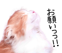 Qoo-chan2. sticker #14233645