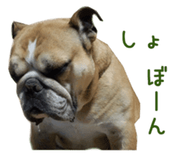 Real DOG Bulldog sticker #14235415