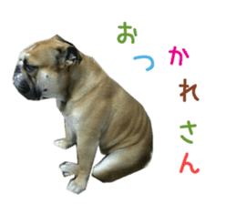 Real DOG Bulldog sticker #14235418