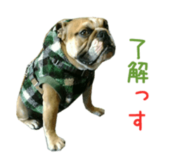 Real DOG Bulldog sticker #14235421