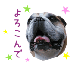 Real DOG Bulldog sticker #14235423