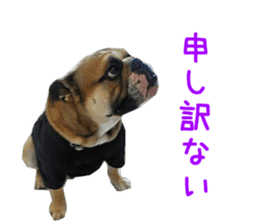 Real DOG Bulldog sticker #14235424