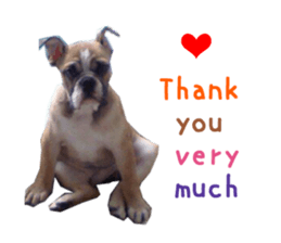 Real DOG Bulldog sticker #14235425