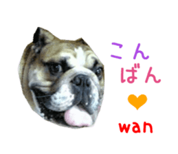 Real DOG Bulldog sticker #14235426