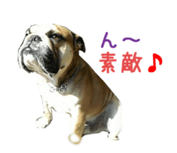 Real DOG Bulldog sticker #14235428