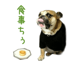 Real DOG Bulldog sticker #14235430