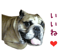 Real DOG Bulldog sticker #14235431