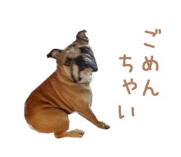 Real DOG Bulldog sticker #14235432