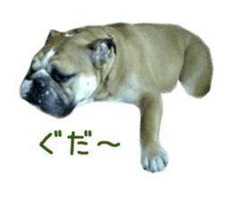 Real DOG Bulldog sticker #14235434