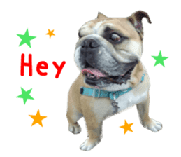 Real DOG Bulldog sticker #14235435