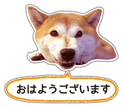 Japanese Shiba Inu hanako5 PhotoSticker sticker #14235502