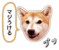 Japanese Shiba Inu hanako5 PhotoSticker sticker #14235504