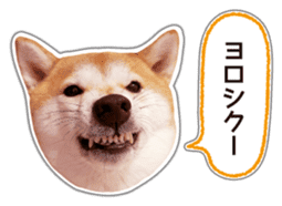 Japanese Shiba Inu hanako5 PhotoSticker sticker #14235505