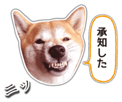 Japanese Shiba Inu hanako5 PhotoSticker sticker #14235506