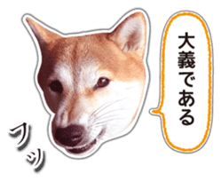 Japanese Shiba Inu hanako5 PhotoSticker sticker #14235507