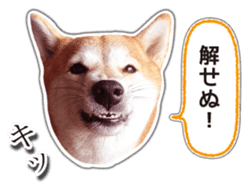 Japanese Shiba Inu hanako5 PhotoSticker sticker #14235508