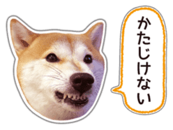 Japanese Shiba Inu hanako5 PhotoSticker sticker #14235510