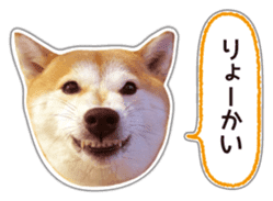 Japanese Shiba Inu hanako5 PhotoSticker sticker #14235511