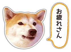 Japanese Shiba Inu hanako5 PhotoSticker sticker #14235512