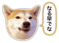 Japanese Shiba Inu hanako5 PhotoSticker sticker #14235513