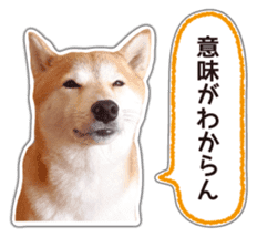 Japanese Shiba Inu hanako5 PhotoSticker sticker #14235514