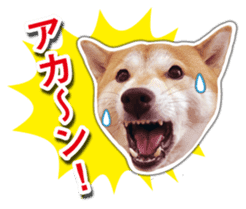 Japanese Shiba Inu hanako5 PhotoSticker sticker #14235516